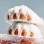 Polar Bear Paws First Image